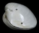 Polished Fossil Clam - Small Size #5290-2